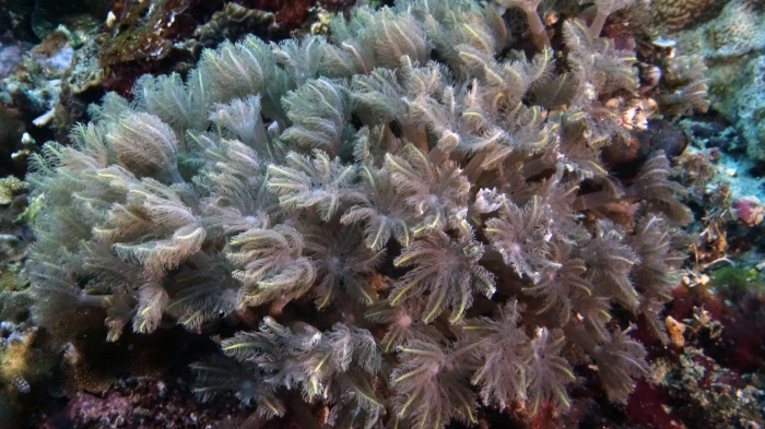 Clavularia sp DMS Clavularia sp DMS