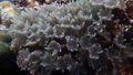 Anthozoa