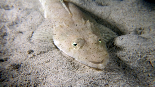 Cociella punctata SpottedFlathead JUVENILE DMS