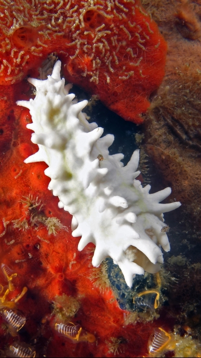Colochirus quadrangularis DMS Colochirus quadrangularis DMS