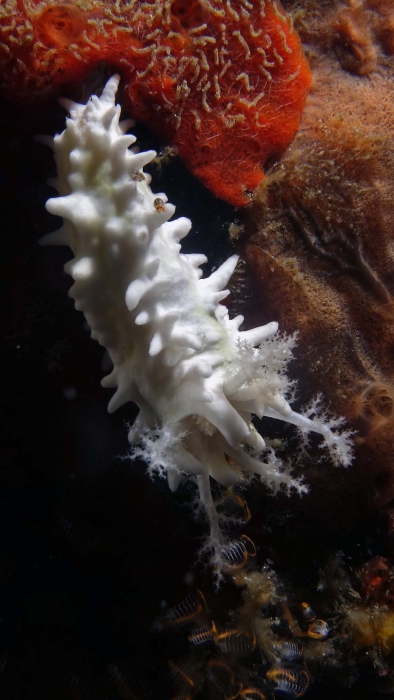 Colochirus quadrangularis1 DMS Colochirus quadrangularis1 DMS