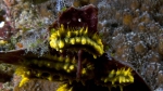 Colochirus robustus YellowSeaCucumber DMS