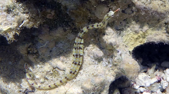 Corythoichthys flavofasciatus Network pipefish DMS Corythoichthys flavofasciatus Network pipefish DMS