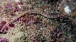 Corythoichthys schultzi Schultz's pipefish1 DMS