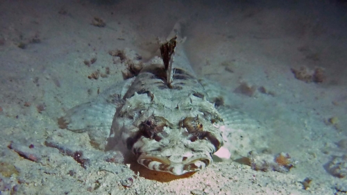 Crocodilefish Papilloculiceps longiceps DMS