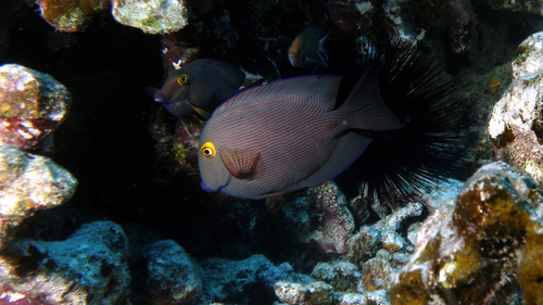 Ctenochaetus cyanocheilus BluelippedBristletooth2 DMS