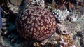 Echinodermata (echinoderms)