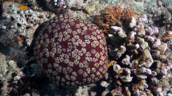 Culcita schmedeliana SchmedelianPincushionSeaStar1 DMS Culcita schmedeliana SchmedelianPincushionSeaStar1 DMS