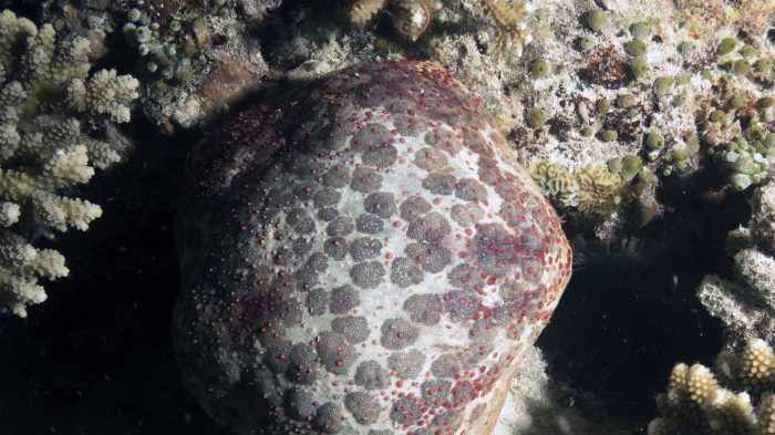 Culcita schmedeliana SchmedelianPincushionSeaStar2 DMS Culcita schmedeliana SchmedelianPincushionSeaStar2 DMS