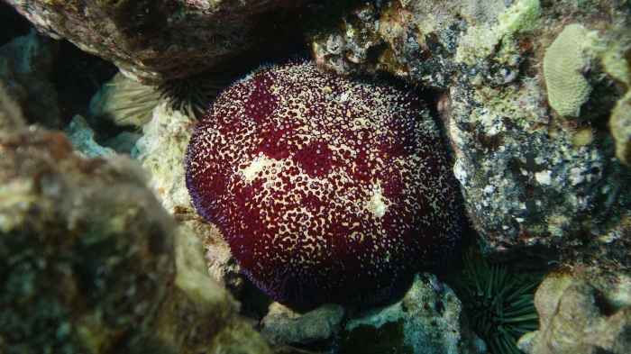 Culcita schmedeliana SchmedelianPincushionSeaStar3 DMS Culcita schmedeliana SchmedelianPincushionSeaStar3 DMS
