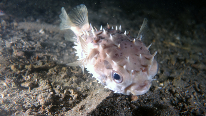 Cyclichthys orbicularis OrbicularBurrfish DMS Cyclichthys orbicularis OrbicularBurrfish DMS
