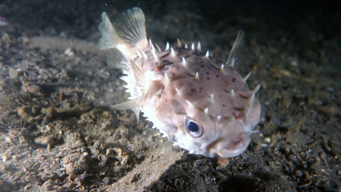 Cyclichthys orbicularis OrbicularBurrfish DMS