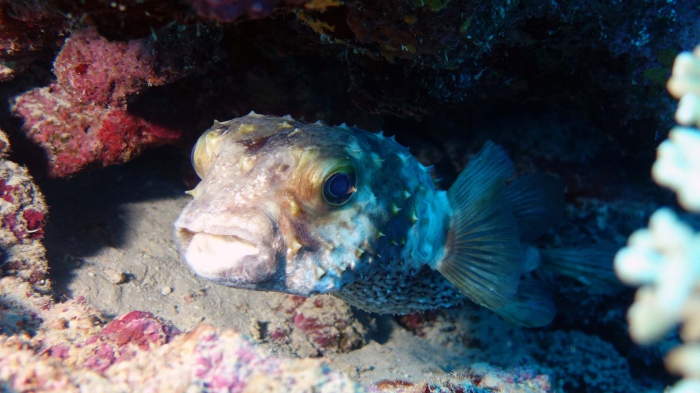 Cyclichthys spilostylus Yellow spotted burrfish DMS Cyclichthys spilostylus Yellow spotted burrfish DMS