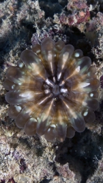 Cynarina lacrymalis Tear lobedCoral DMS