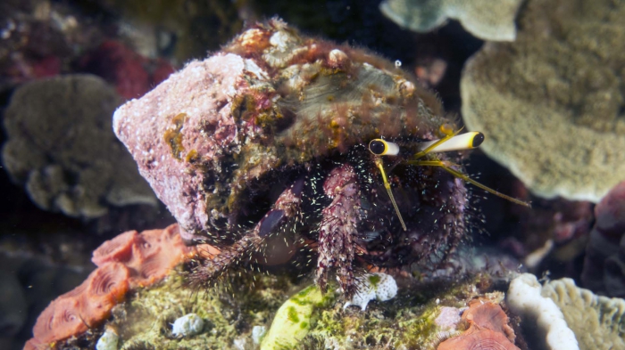 Dardanus lagopodes DarkKneeHermitCrab1 DMS Dardanus lagopodes DarkKneeHermitCrab1 DMS