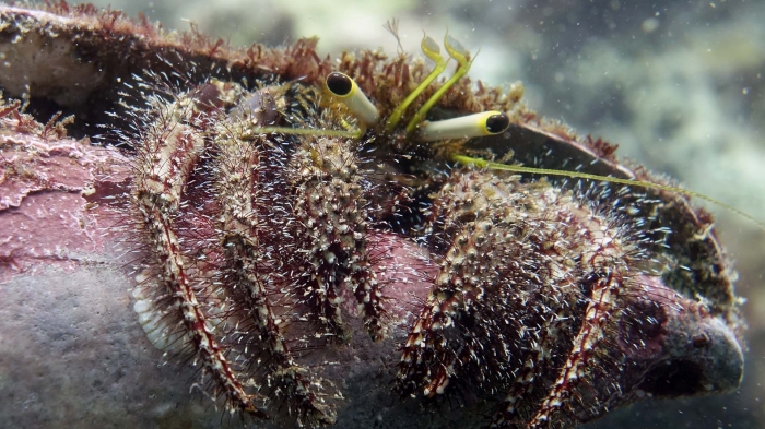 Dardanus lagopodes DarkKneeHermitCrab2 DMS Dardanus lagopodes DarkKneeHermitCrab2 DMS