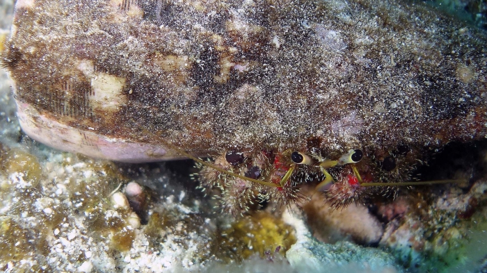 Dardanus sanguinocarpus BloodyHermitCrab DMS Dardanus sanguinocarpus BloodyHermitCrab DMS