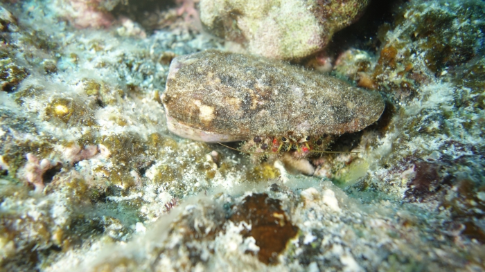 Dardanus sanguinocarpus BloodyHermitCrab1 DMS Dardanus sanguinocarpus BloodyHermitCrab1 DMS