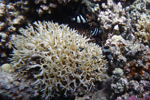 Dascyllus aruanus Whitetail damselfish DMS