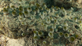 Tunicata (sea squirts)