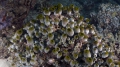 Tunicata (sea squirts)