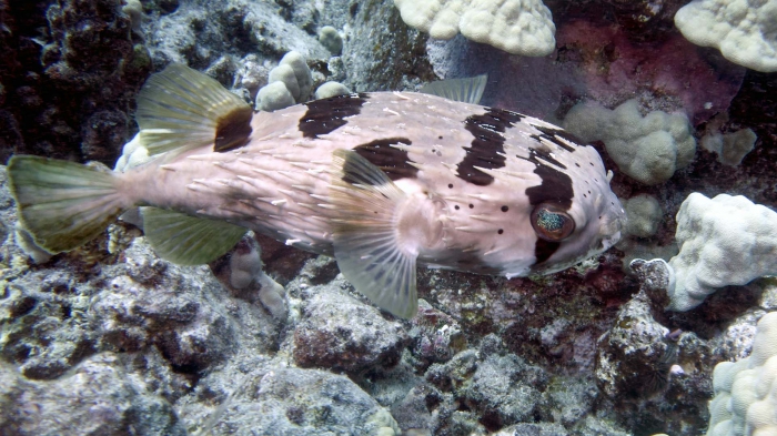 Diodon holocanthus LongspinePorcupinefhish DMS Diodon holocanthus LongspinePorcupinefhish DMS