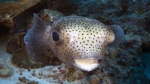 Diodon hystrix SpottedPorcupinefish DMS