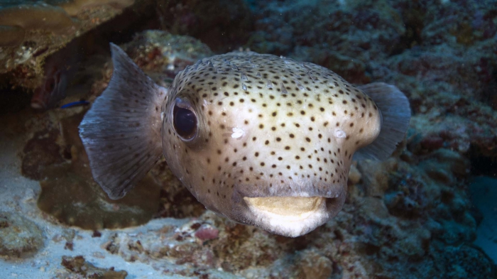 Diodon hystrix SpottedPorcupinefish DMS Diodon hystrix SpottedPorcupinefish DMS
