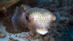 Tetraodontiformes