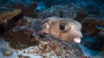Diodon hystrix SpottedPorcupinefish1 DMS
