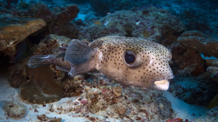 Diodon hystrix SpottedPorcupinefish1 DMS Diodon hystrix SpottedPorcupinefish1 DMS