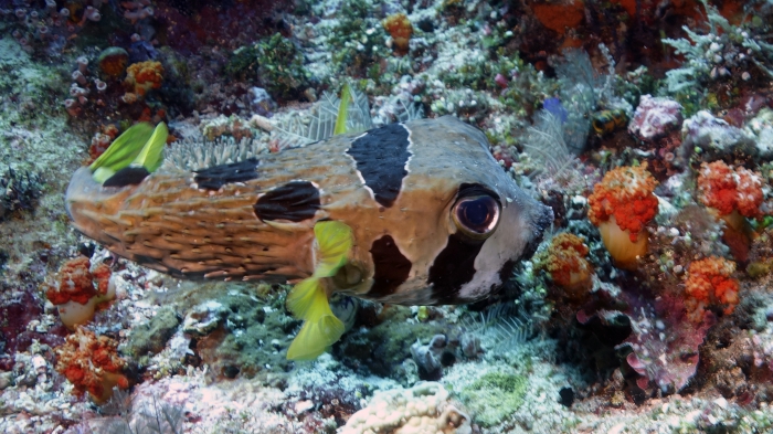 Diodon liturosus BlackBlotchedPorcupinefish DMS Diodon liturosus BlackBlotchedPorcupinefish DMS