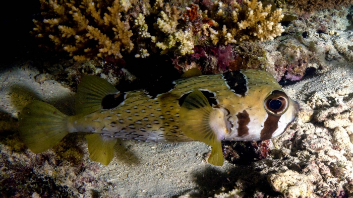 Diodon liturosus BlotchedPorcupinefish DMS