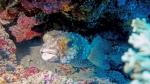 Diodon nicthemerus Slender spined porcupinefish DMS