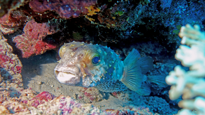 Diodon nicthemerus Slender spined porcupinefish DMS Diodon nicthemerus Slender spined porcupinefish DMS