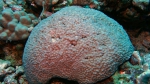 Diploastrea heliopora Honeycomb coral DMS