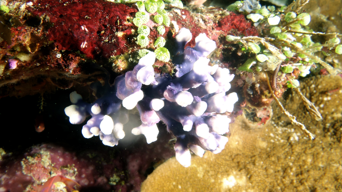 Distichopora violacea DMS Distichopora violacea DMS