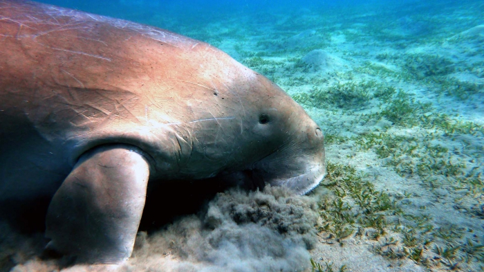 Dugong red sea DMS Dugong red sea DMS