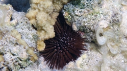 Echinometra mathaei Math sea urchin DMS