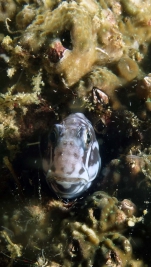 Ecsenius namiyei YellowtailBlenny DMS