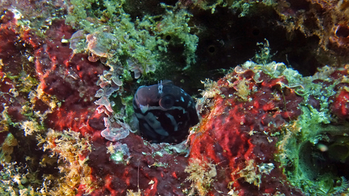 Ecsenius namiyei YellowtailBlenny2 DMS