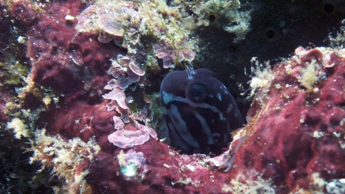 Ecsenius namiyei YellowtailBlenny3 DMS