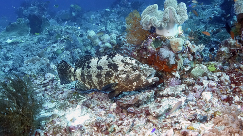 Epinephelus malabaricus MalabarGrouper DMS