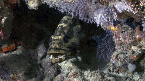 Epinephelus polyphekkadion CamouflageGrouper2 DMS