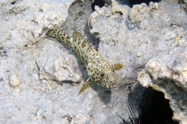 Epinephelus tauvina Greasy grouper DMS