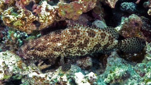 Epinephelus tauvina Greasy grouper1 DMS