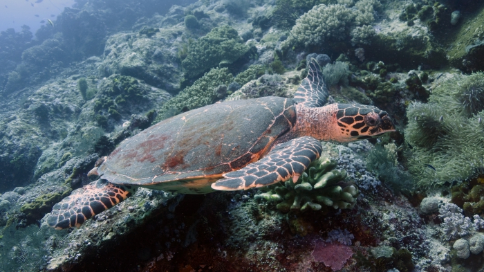 Eretmochelys imbricata HawksbillSeaTurtle DMS