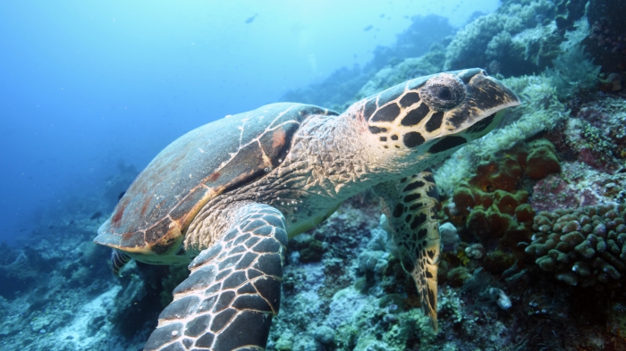 Eretmochelys imbricata HawksbillSeaTurtle1 DMS