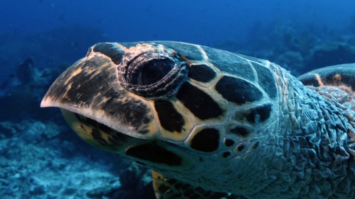 Eretmochelys imbricata HawksbillSeaTurtleFACE DMS