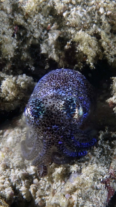 Euprymna berryi Berry'sBobtailSquid DMS Euprymna berryi Berry'sBobtailSquid DMS